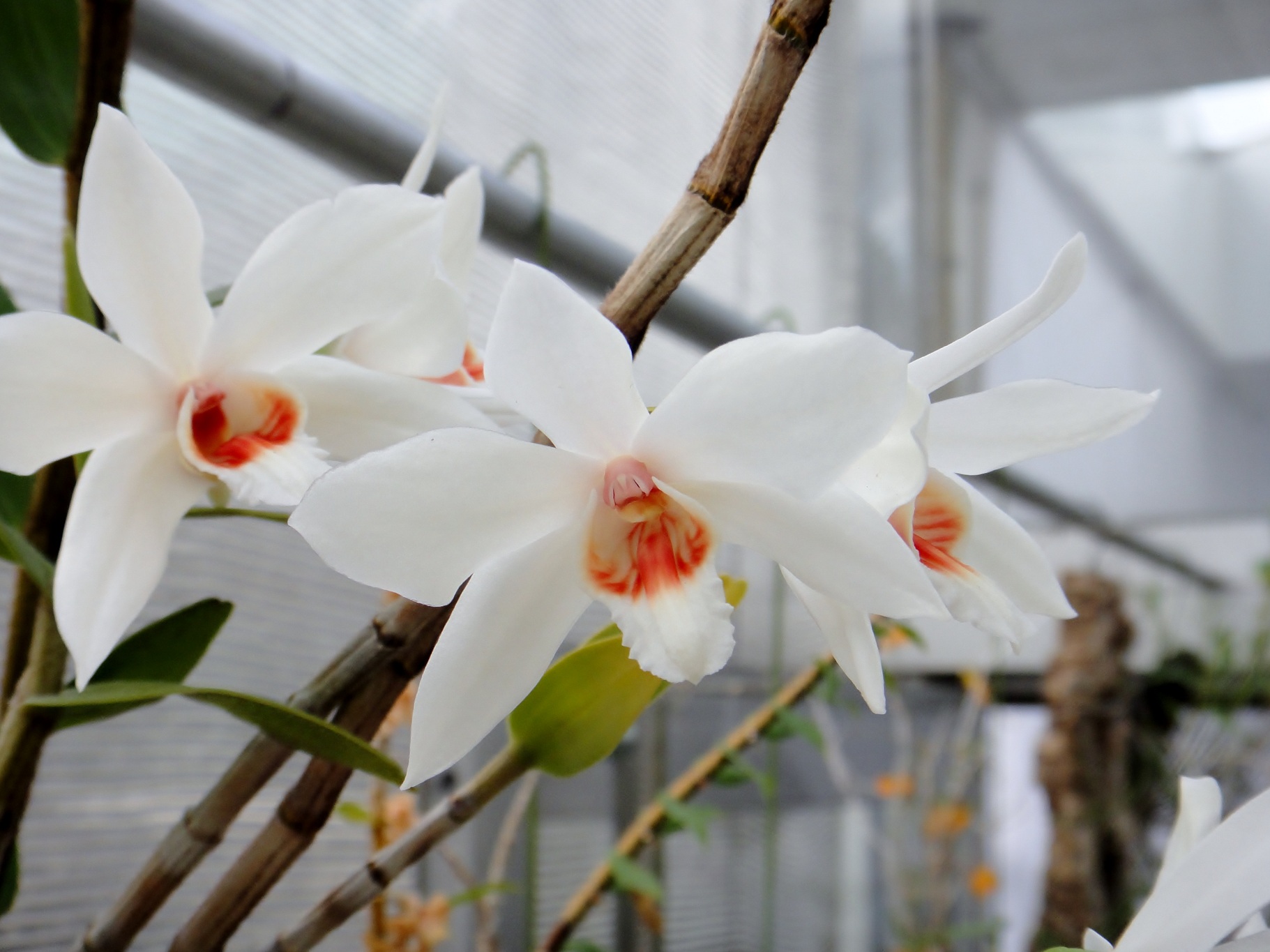 HOA PHONG LAN VIỆT VIETNAM ORCHIDS Dendrobium trankimianum